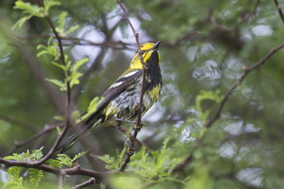 Black-throated Green Warbler - ML157421791