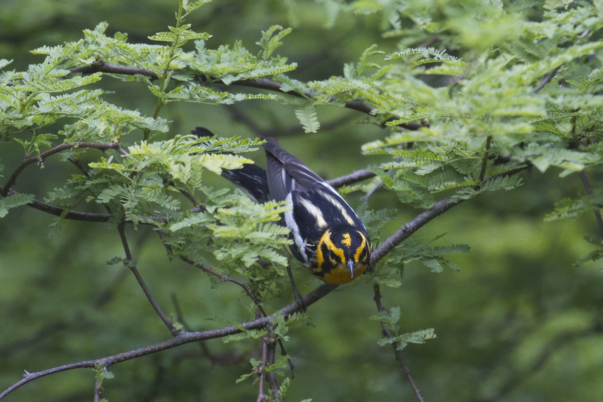 Blackburnian Warbler - ML157421831