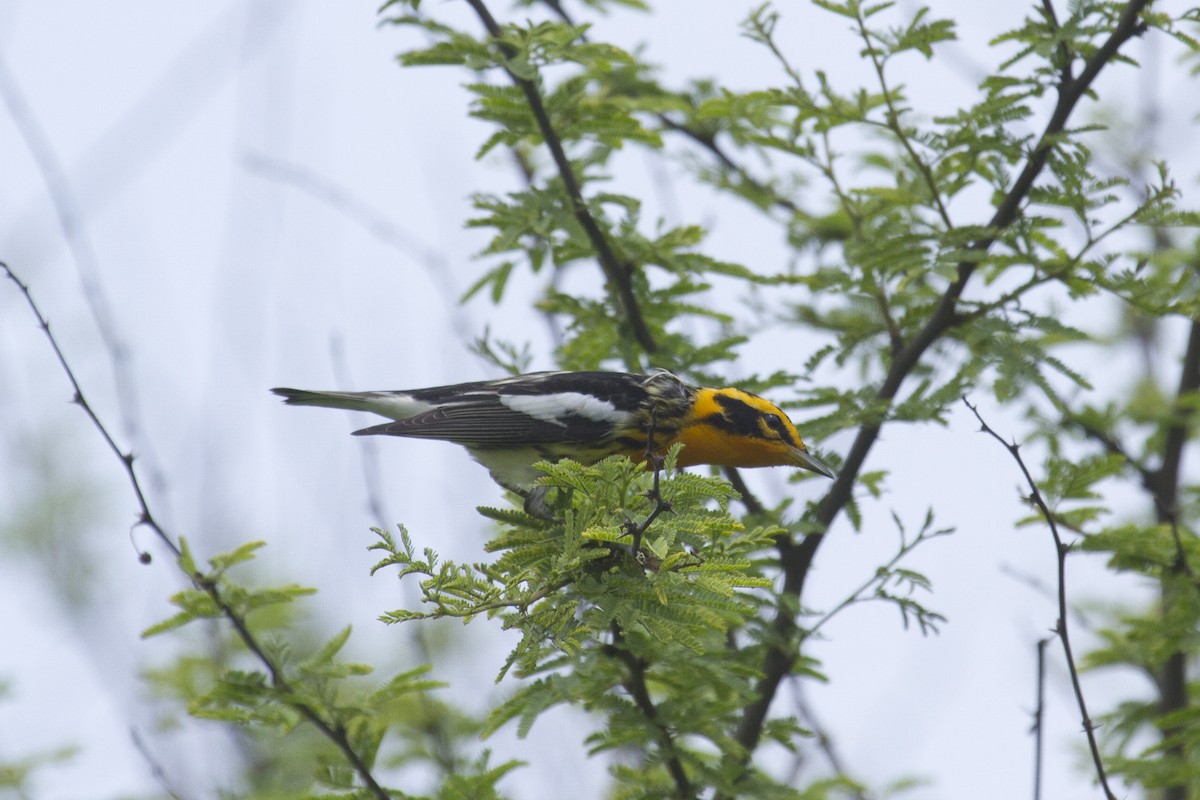 Blackburnian Warbler - ML157421861