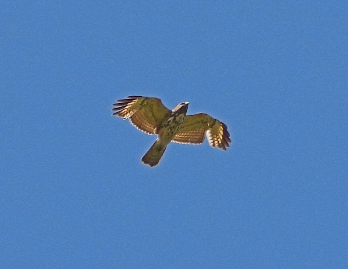 Red-shouldered Hawk - ML157422201