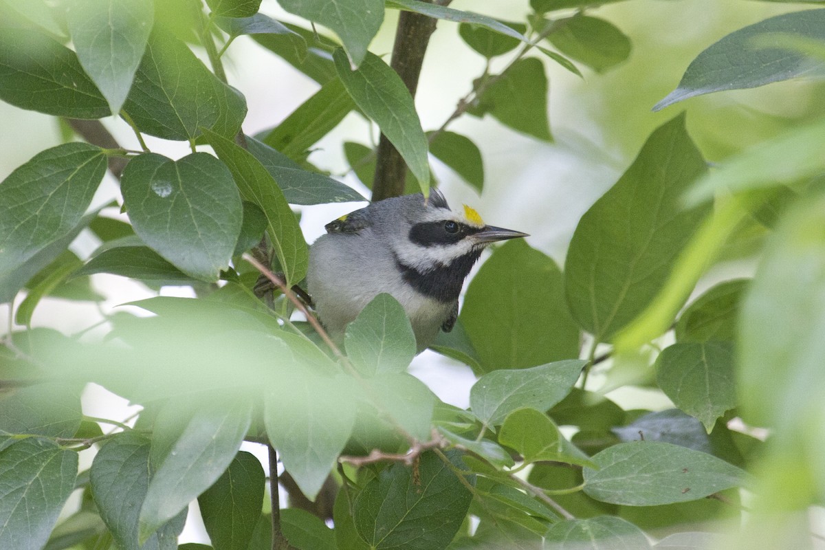 Golden-winged Warbler - ML157422671