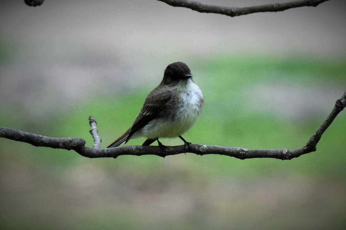 Eastern Phoebe - ML157422761