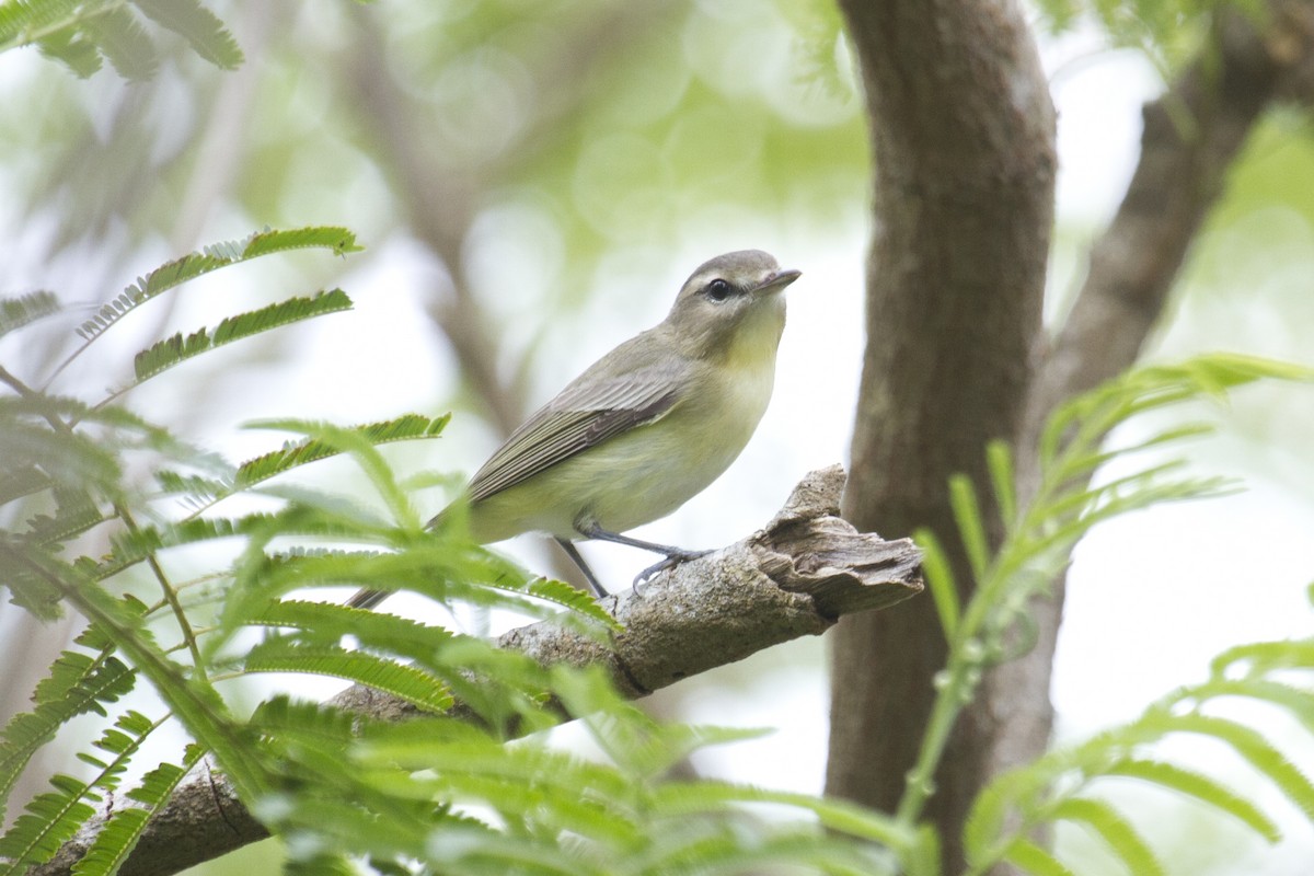 Philadelphia Vireo - ML157425551