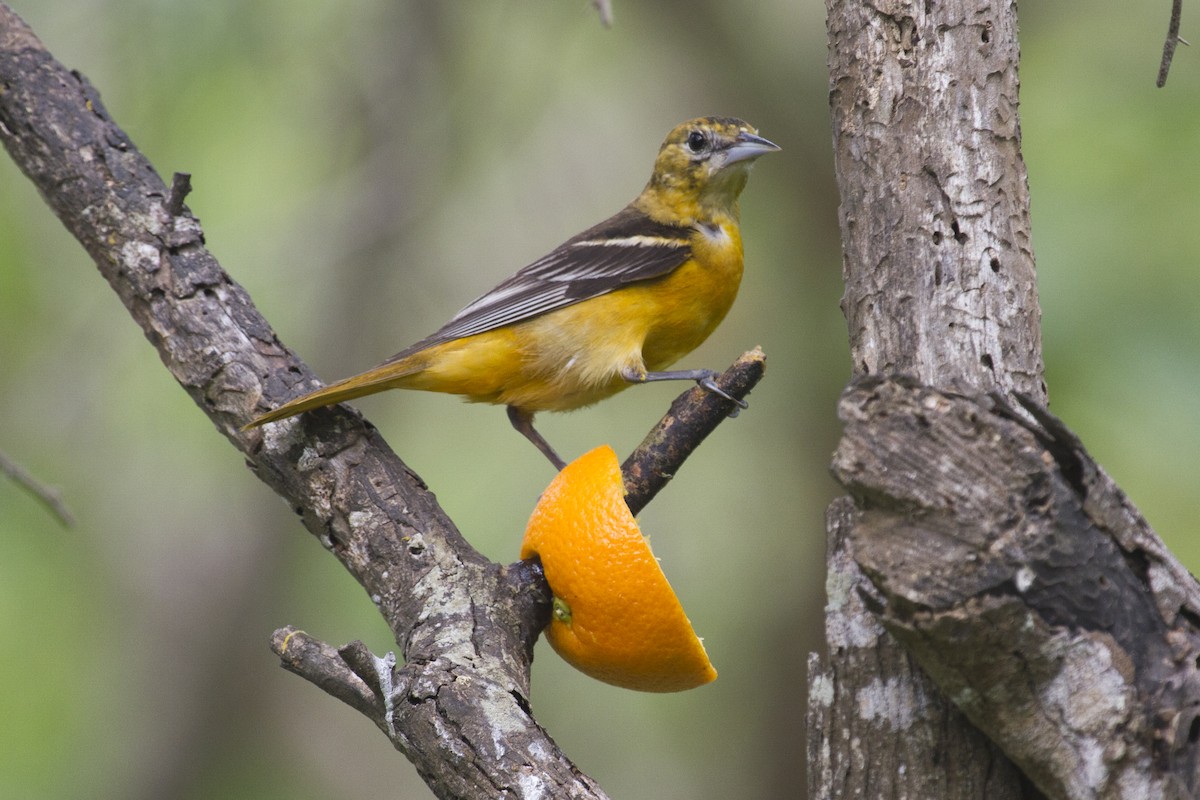 Baltimore Oriole - Liam Wolff