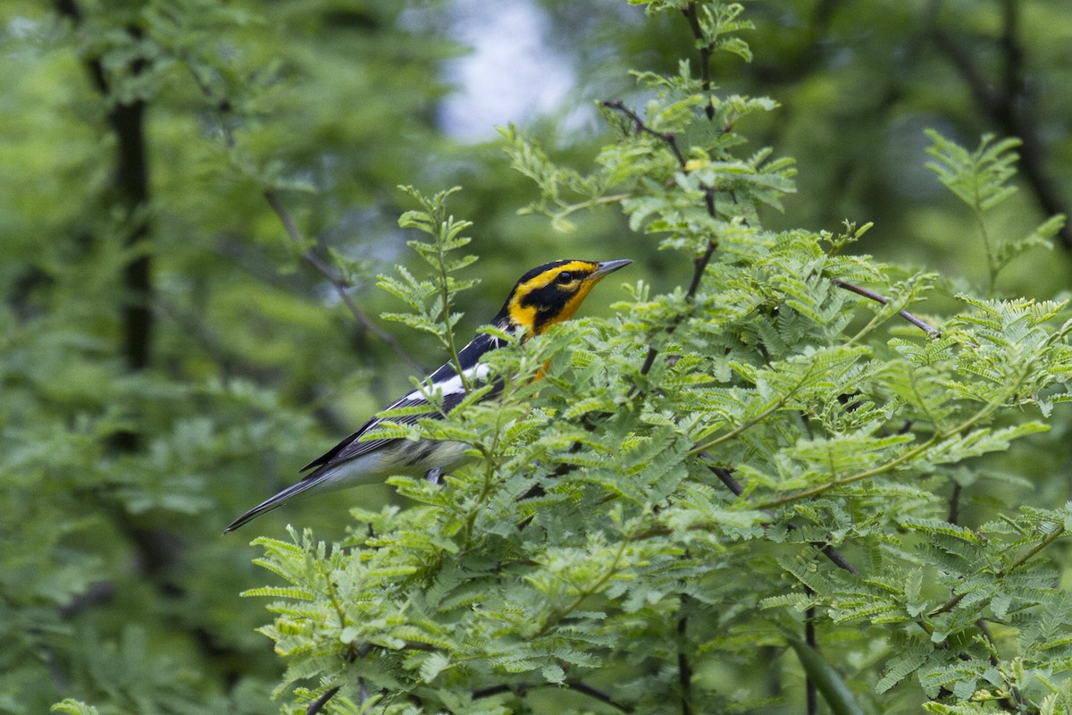 Blackburnian Warbler - ML157425911