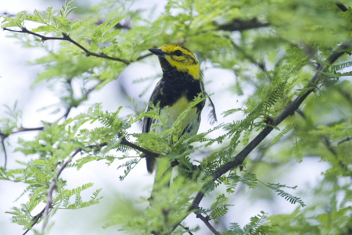 Black-throated Green Warbler - ML157426021