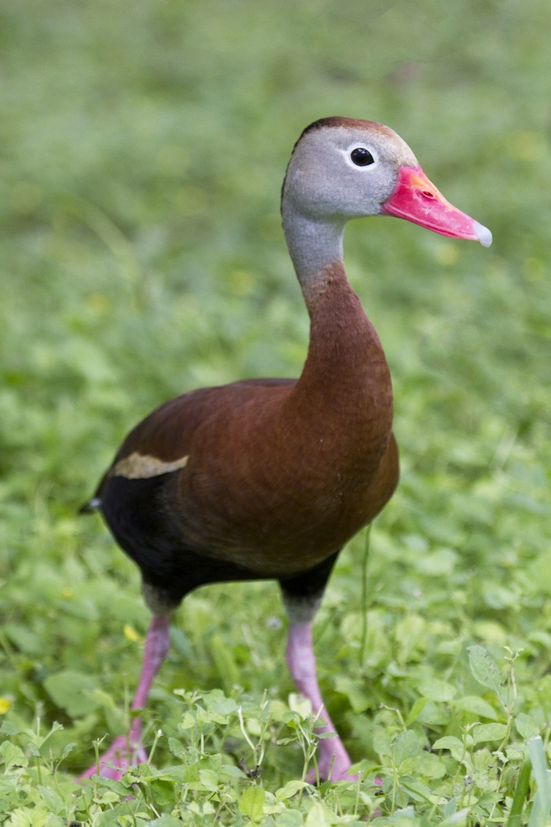 Black-bellied Whistling-Duck - ML157428261