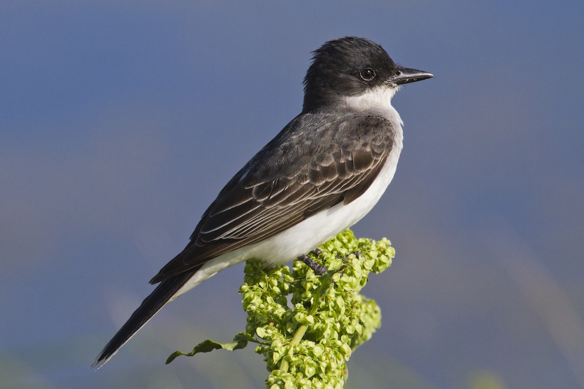 Eastern Kingbird - ML157428421