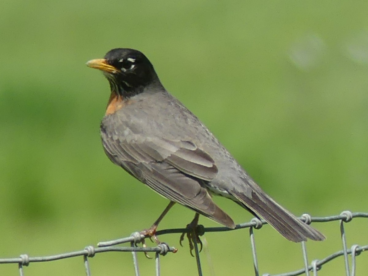 American Robin - ML157428761