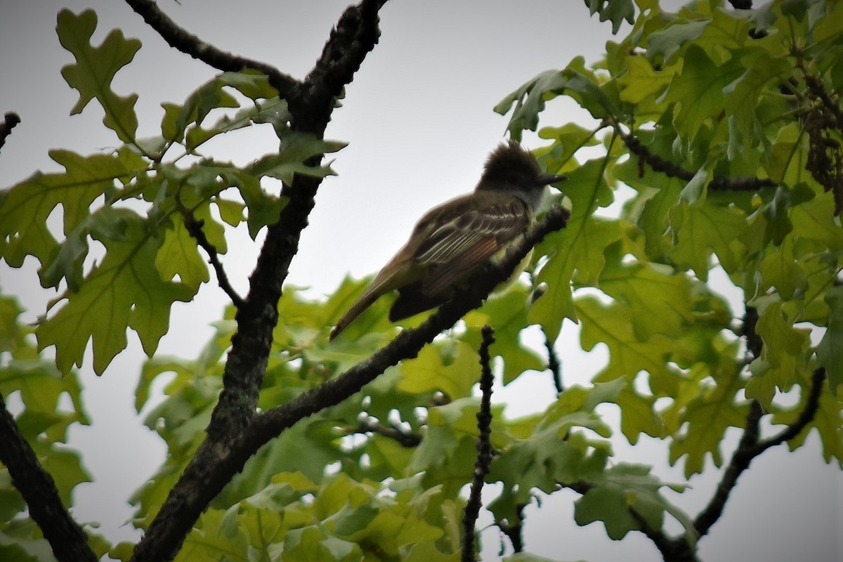 Great Crested Flycatcher - ML157431101