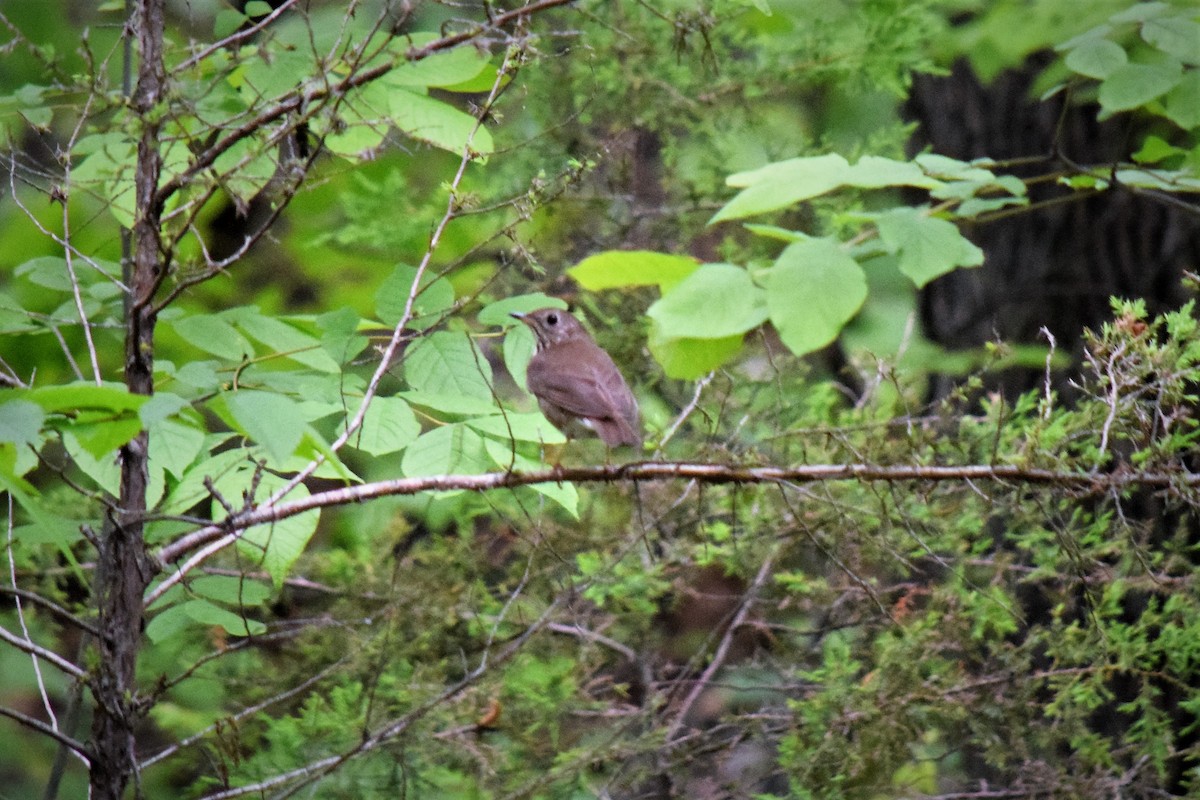 Swainson's Thrush - ML157432051