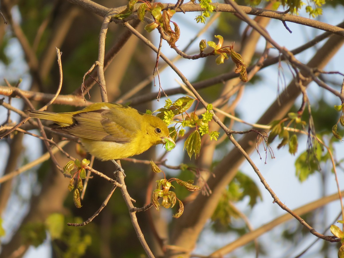 Scarlet Tanager - Jenna Atma