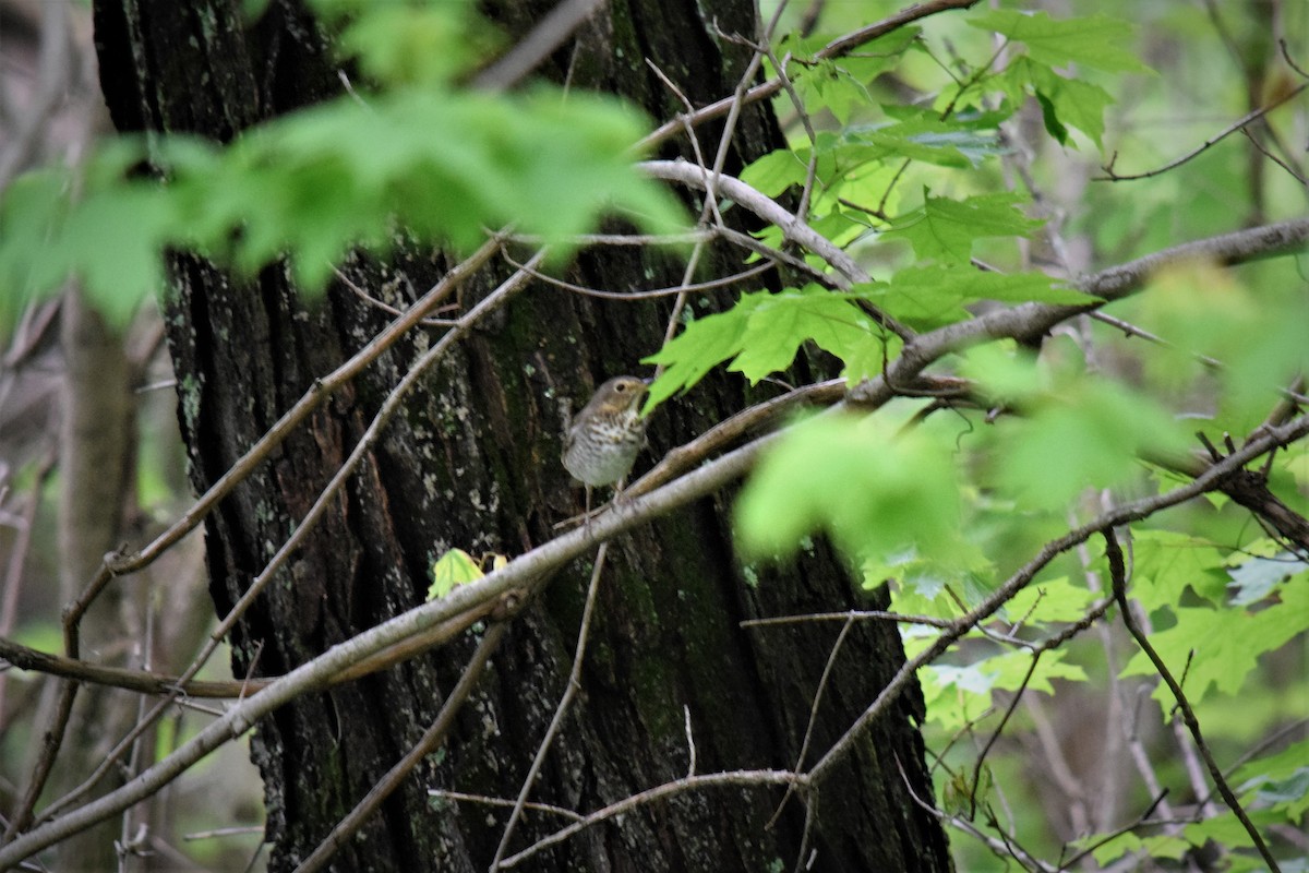 Swainson's Thrush - ML157432621