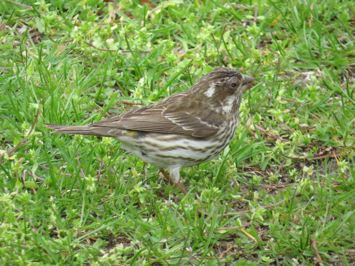 Purple Finch - Matthew Garvin