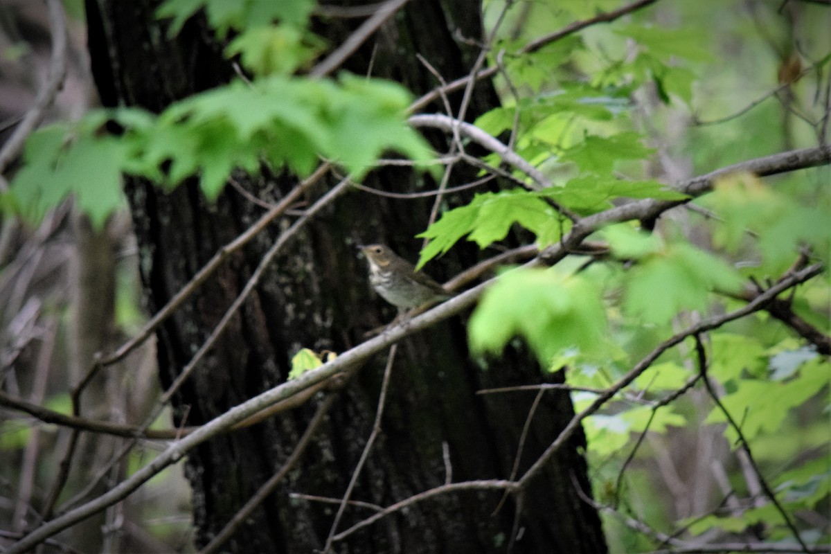 Swainson's Thrush - ML157433081