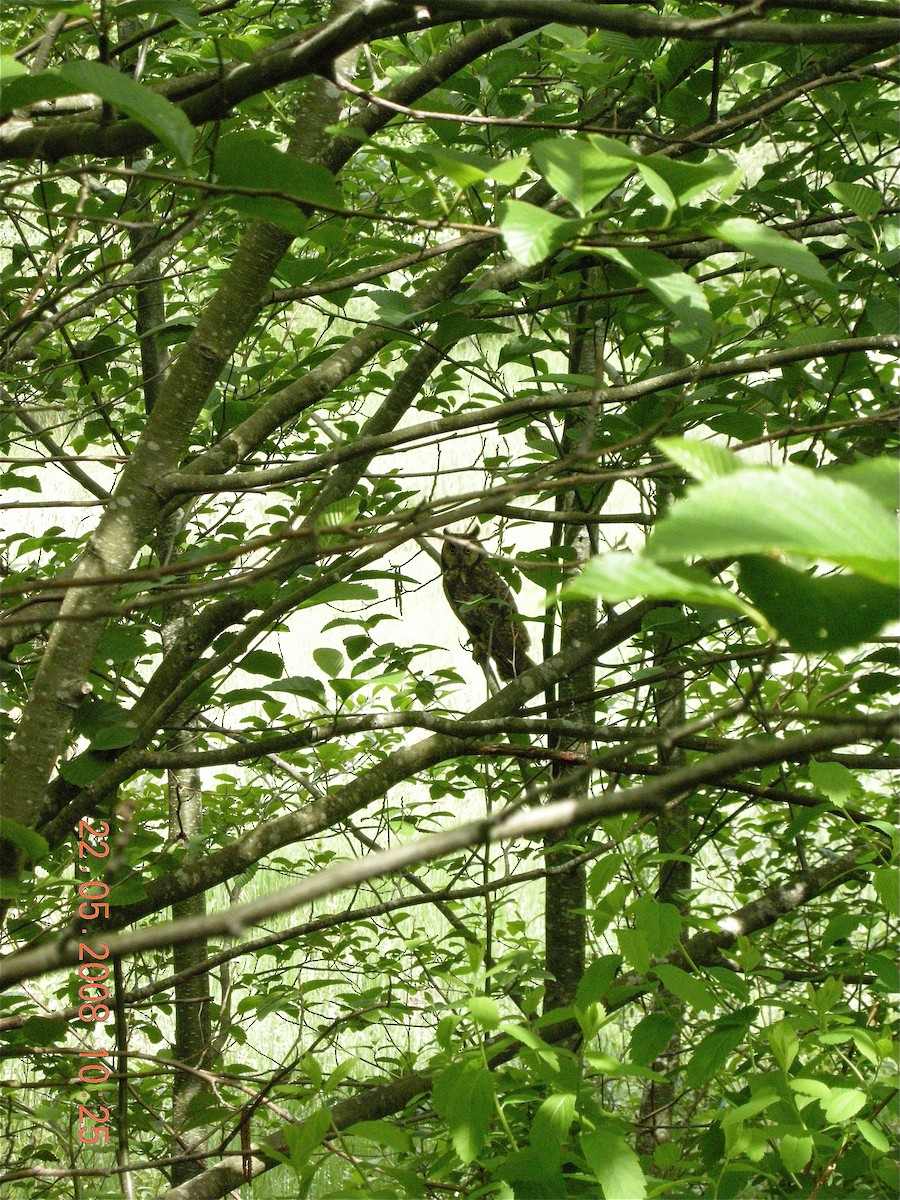 Long-eared Owl - ML157434181