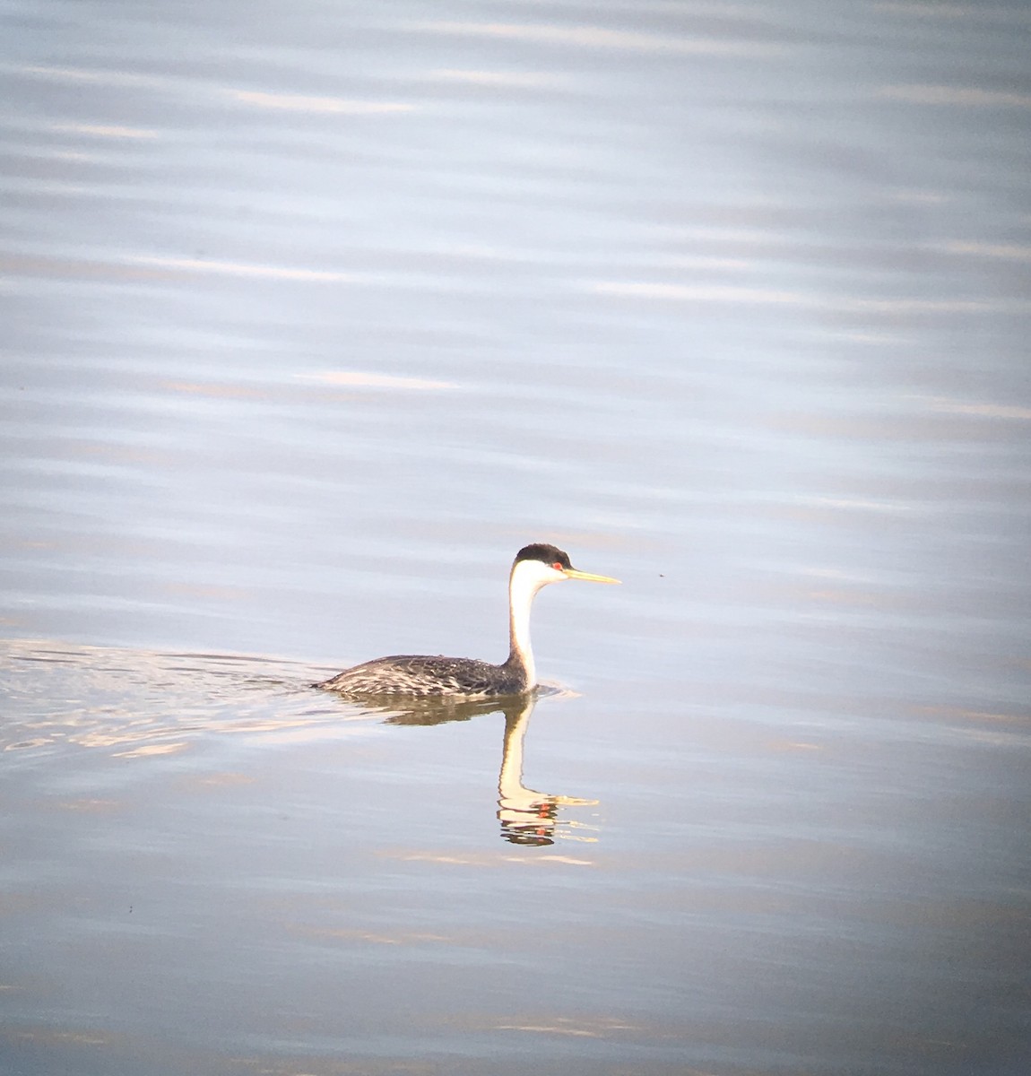 Western Grebe - Cole Bauer
