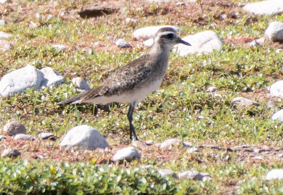 American Golden-Plover - Mary McSparen