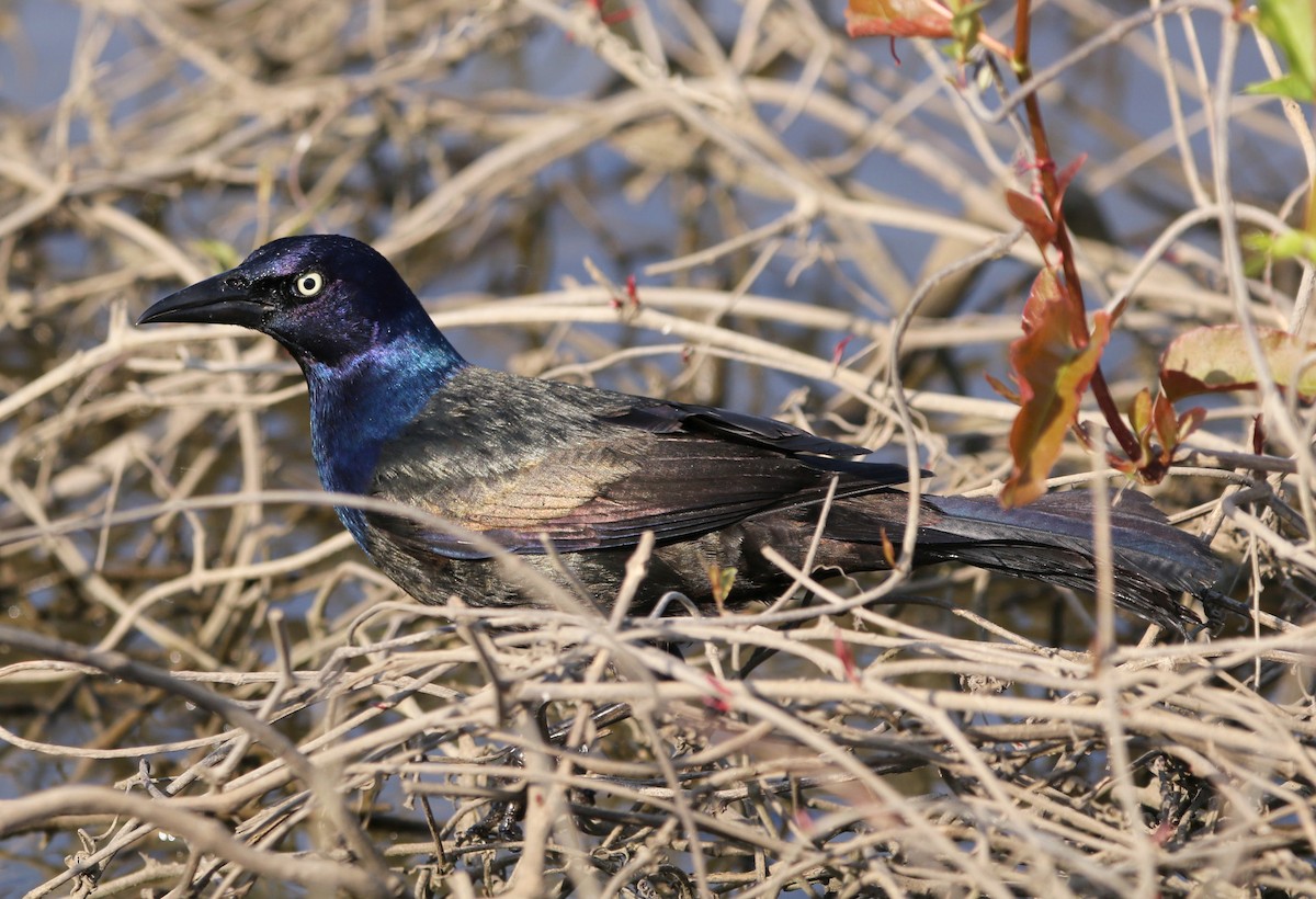 Common Grackle - ML157436611