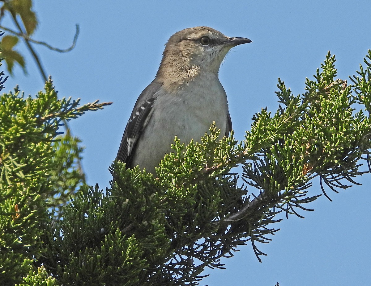 Northern Mockingbird - ML157436651