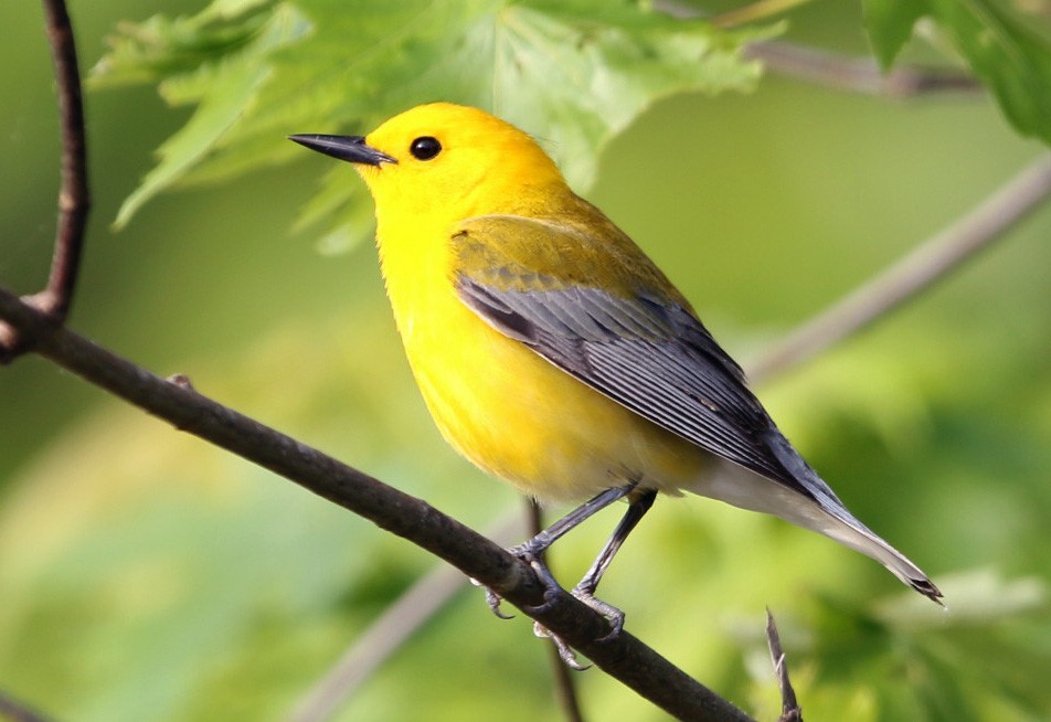Prothonotary Warbler - Sarah Morris