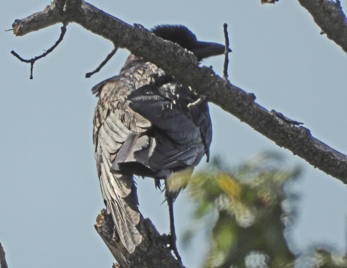 Common Raven - Aubrey Merrill