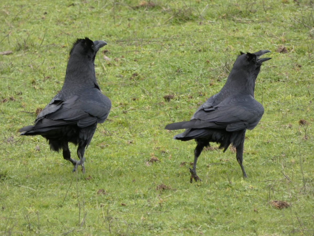 Common Raven - ML157439611