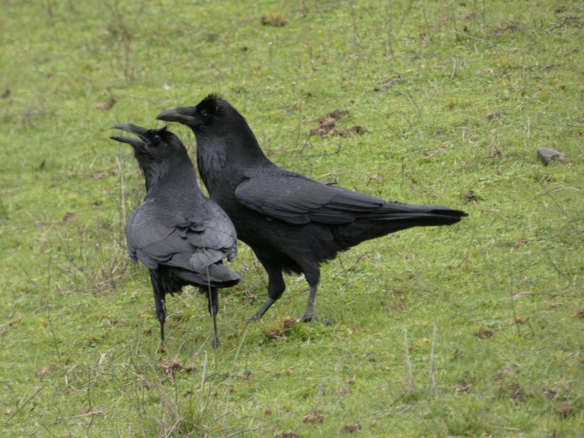 Common Raven - ML157439621