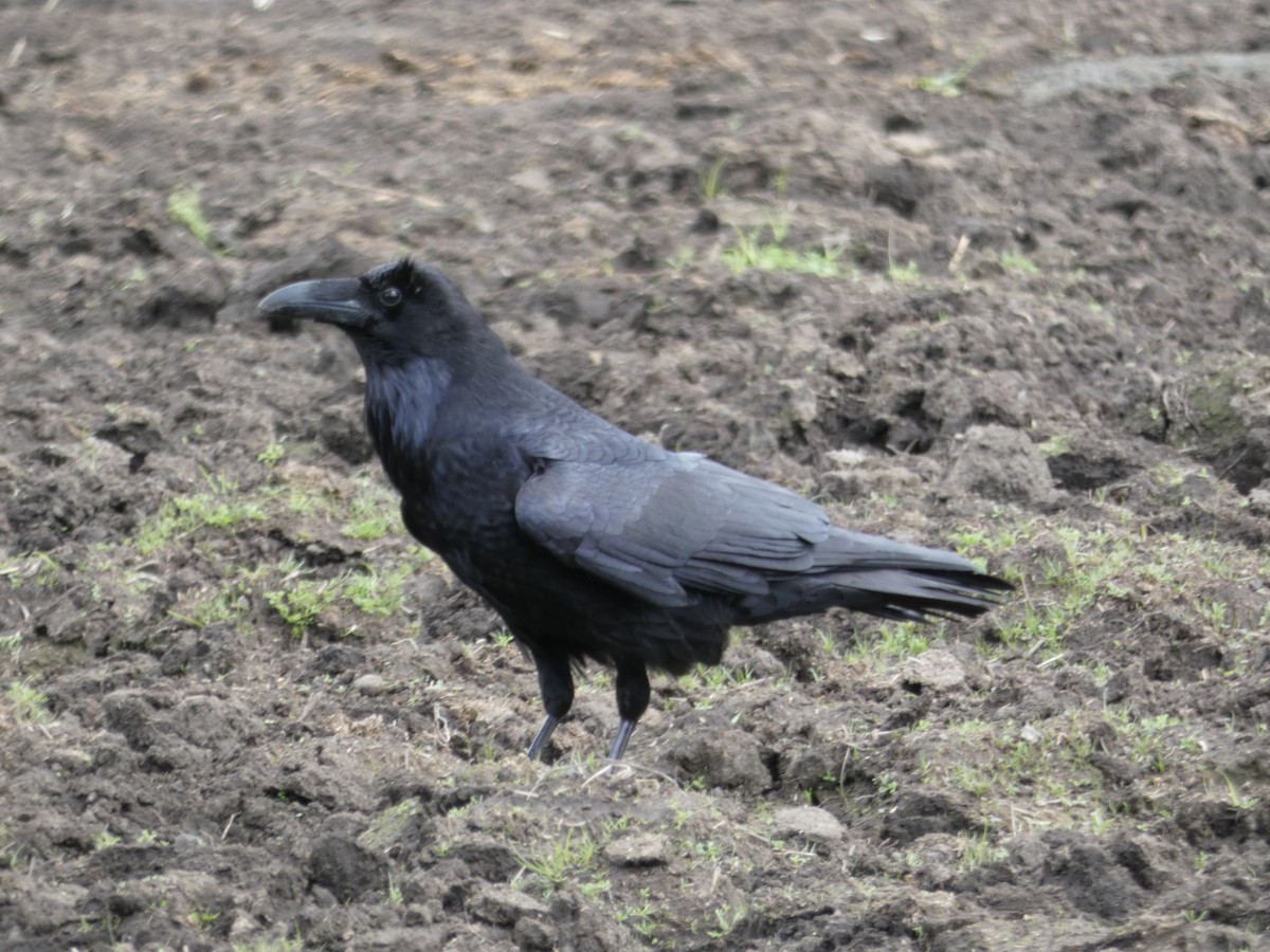 Common Raven - ML157439641