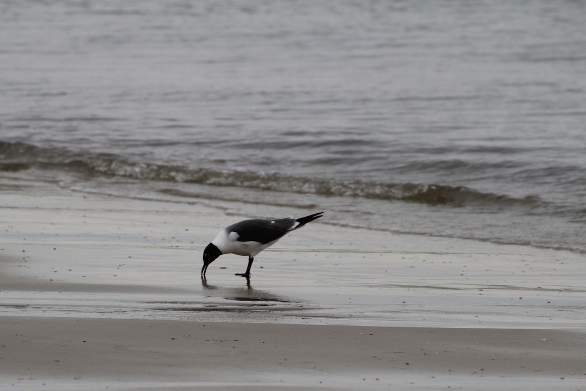 Laughing Gull - ML157439851