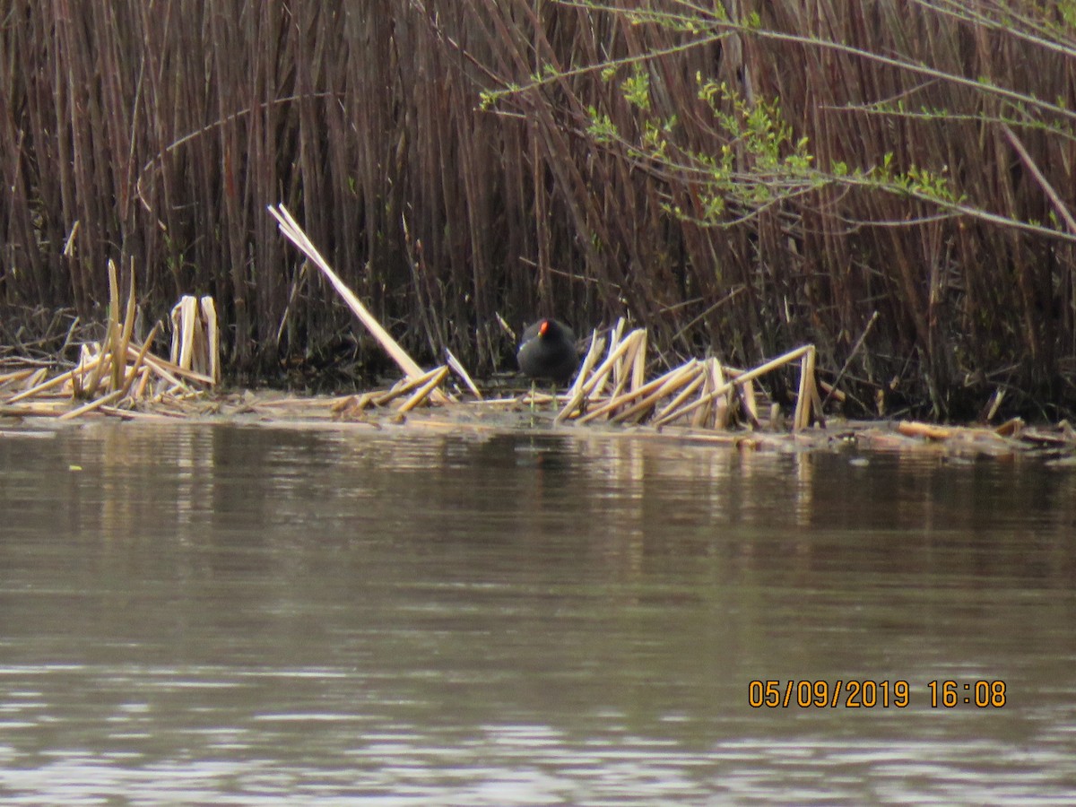 Common Gallinule - ML157441411