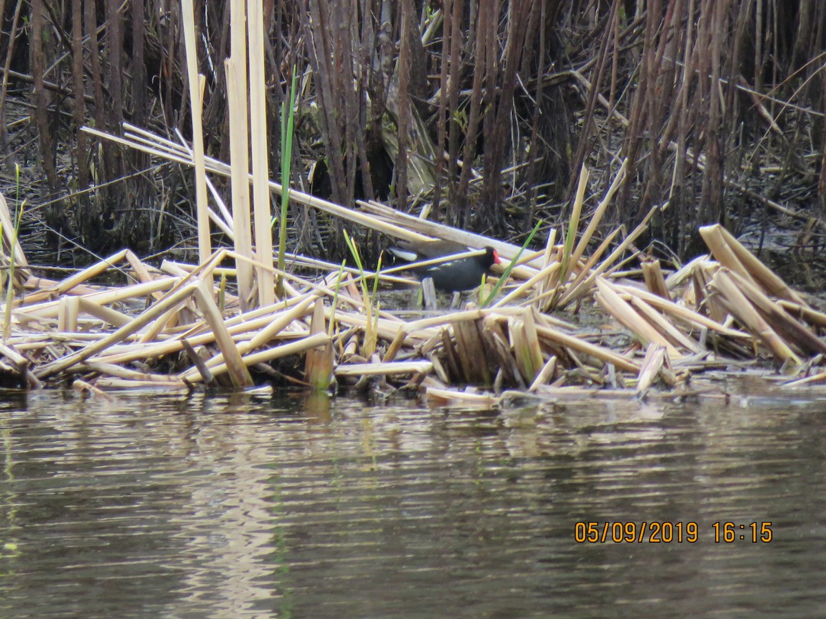 Common Gallinule - ML157441431