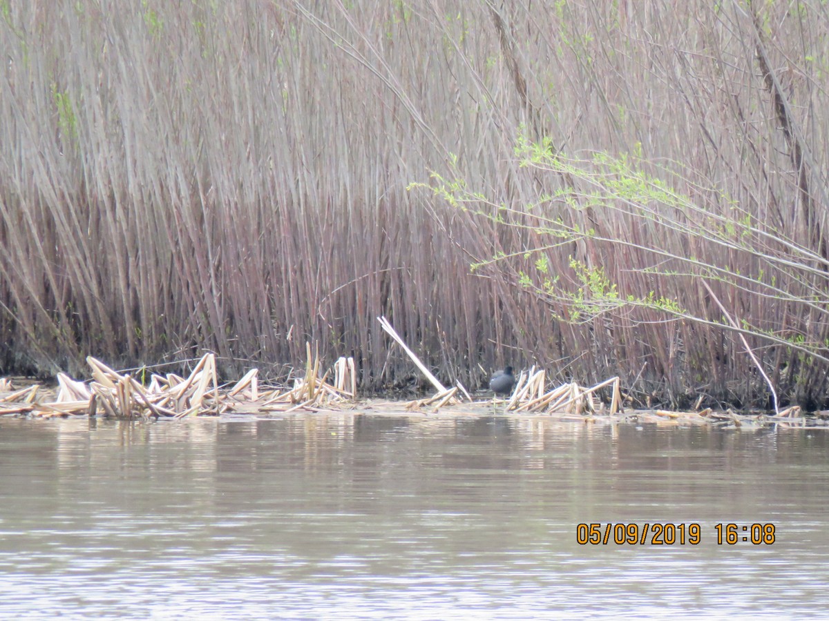 Common Gallinule - ML157441441