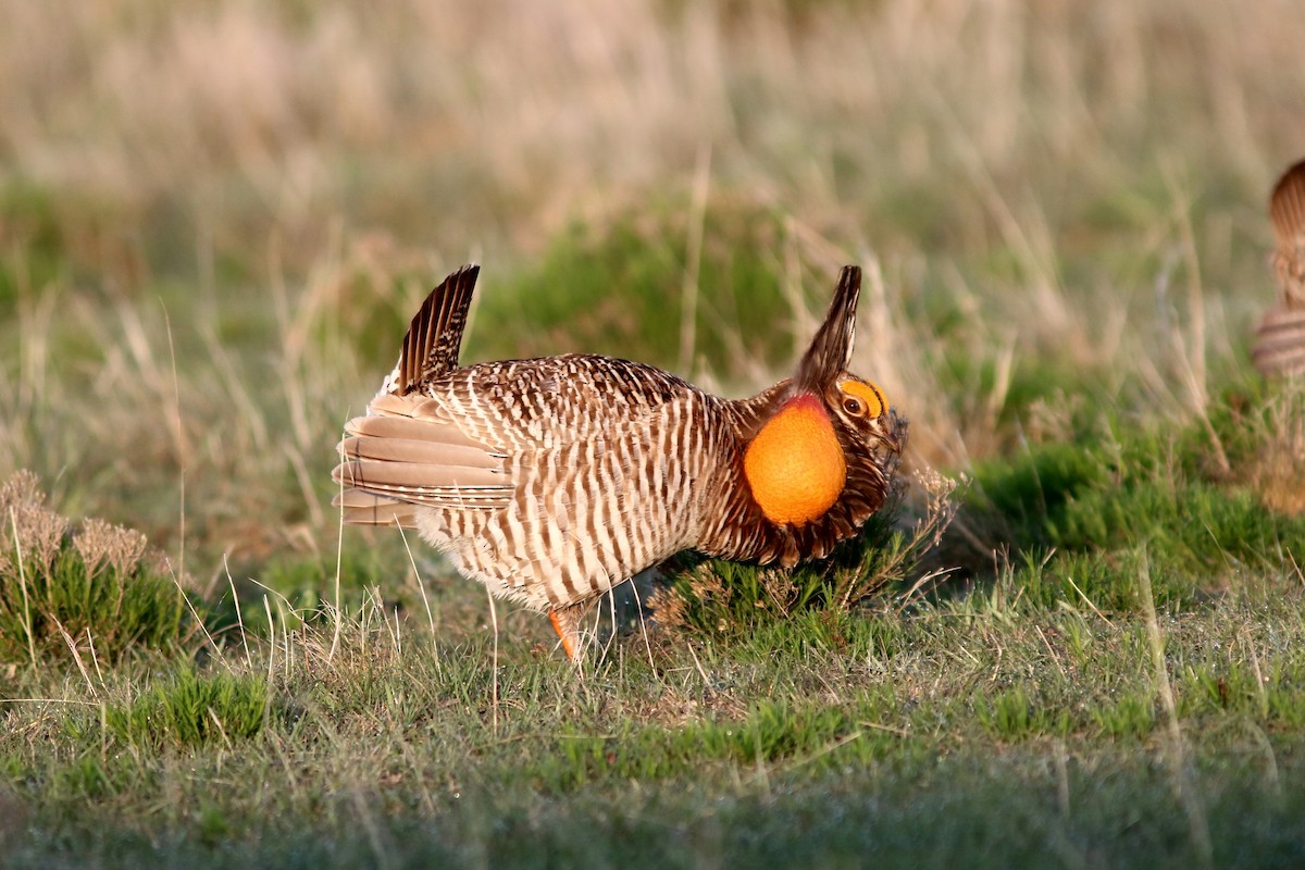 Greater Prairie-Chicken - ML157441551