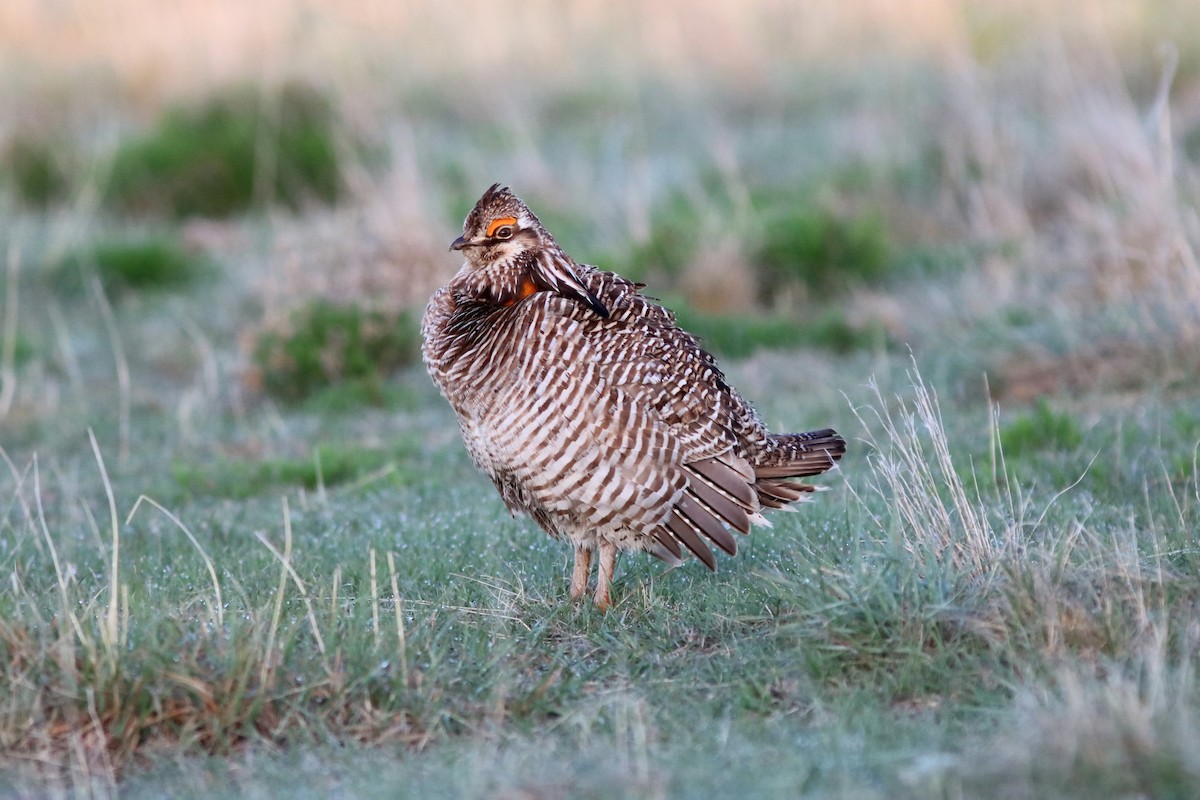 Greater Prairie-Chicken - ML157441741