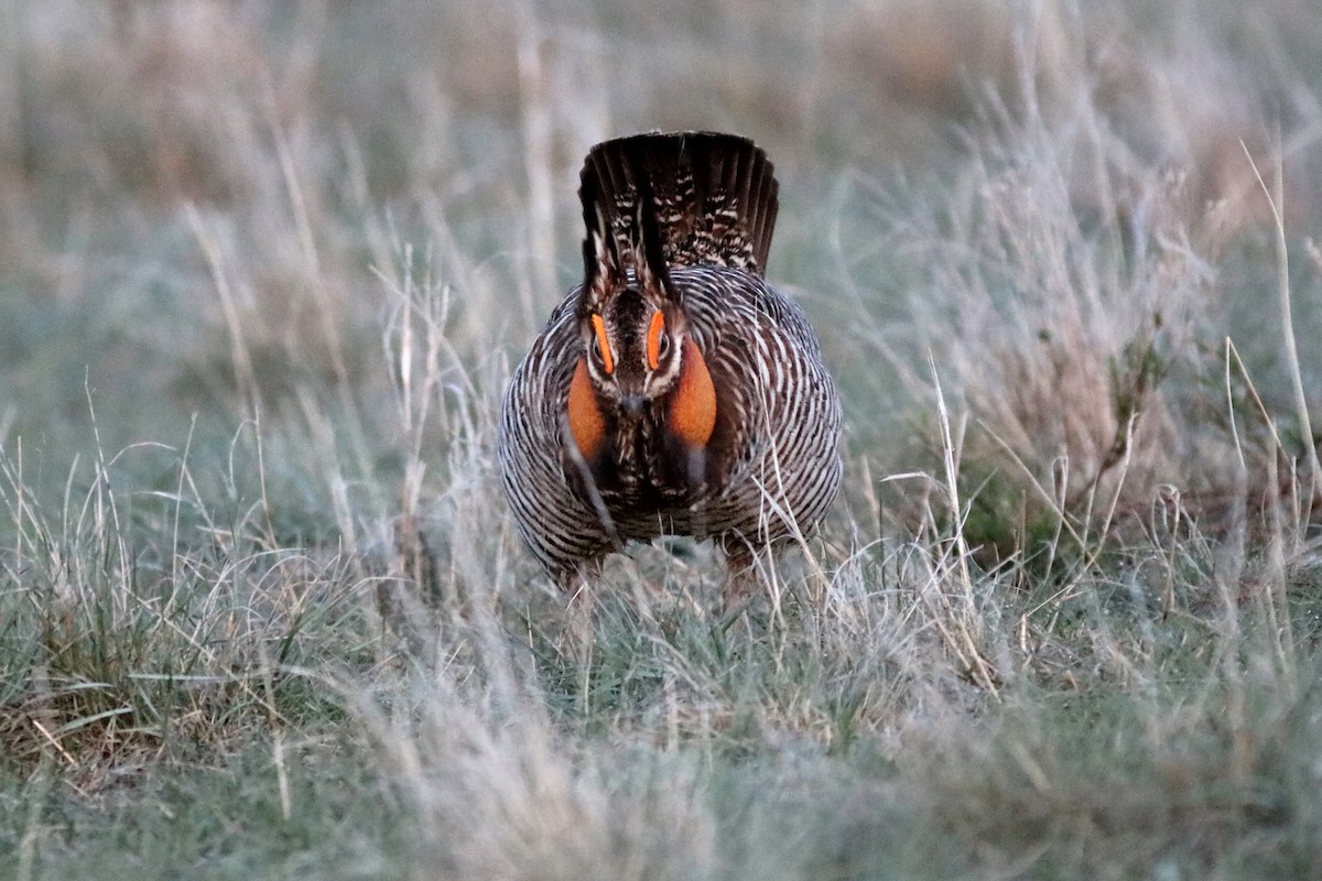 Greater Prairie-Chicken - John Drummond