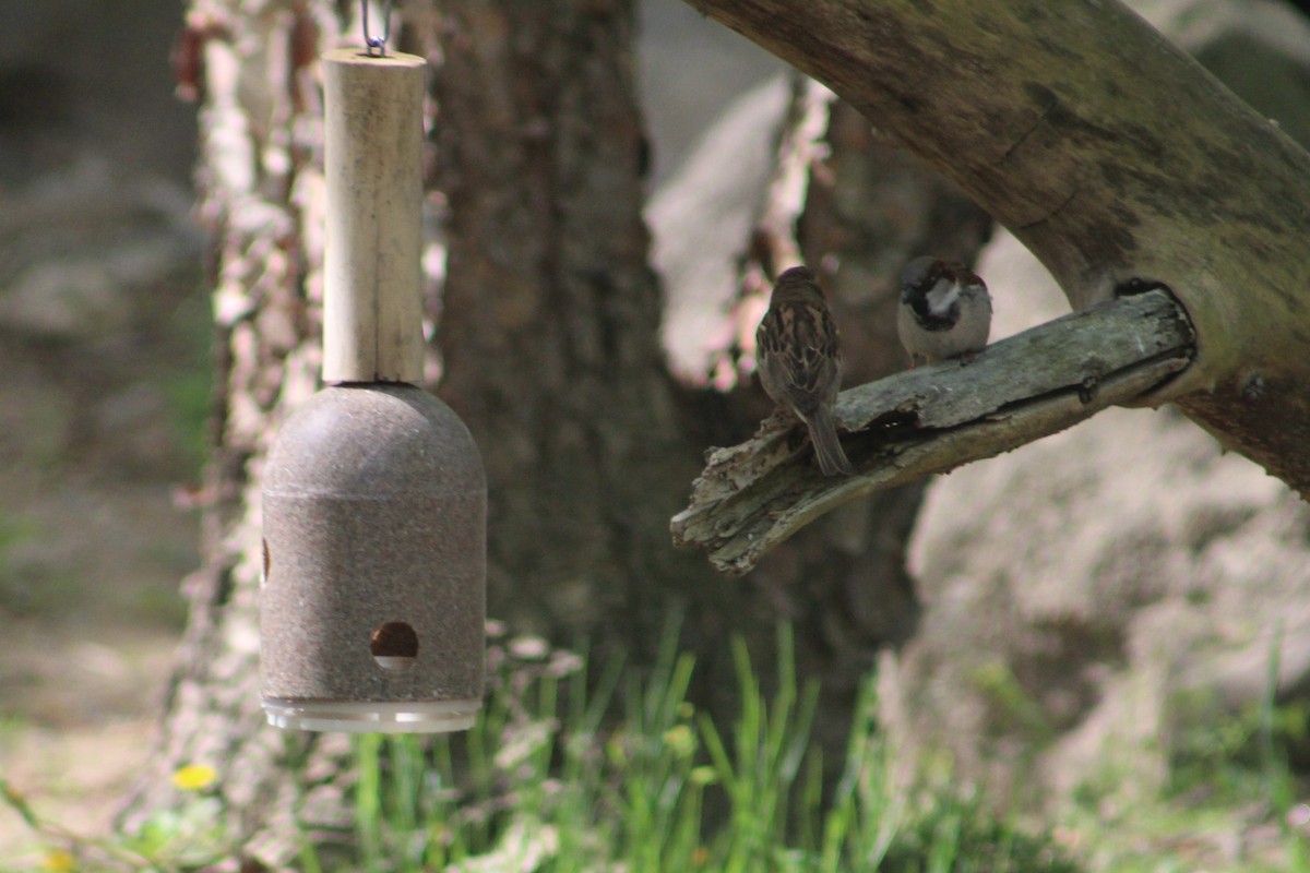 House Sparrow - Bárbara Cavalcante