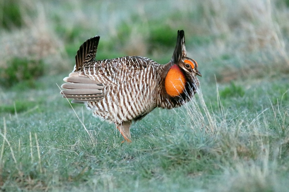 Greater Prairie-Chicken - ML157442111