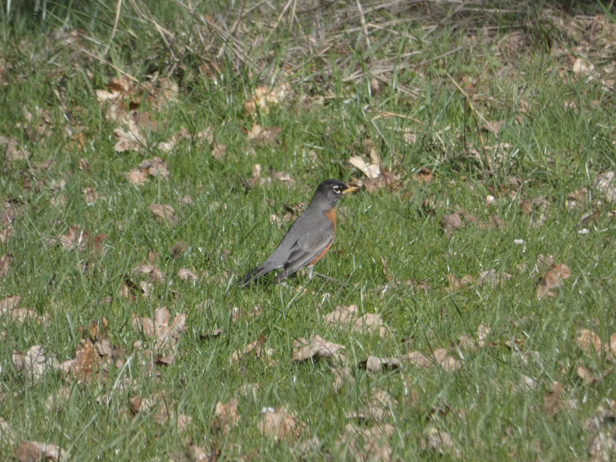 American Robin - Ben Davis