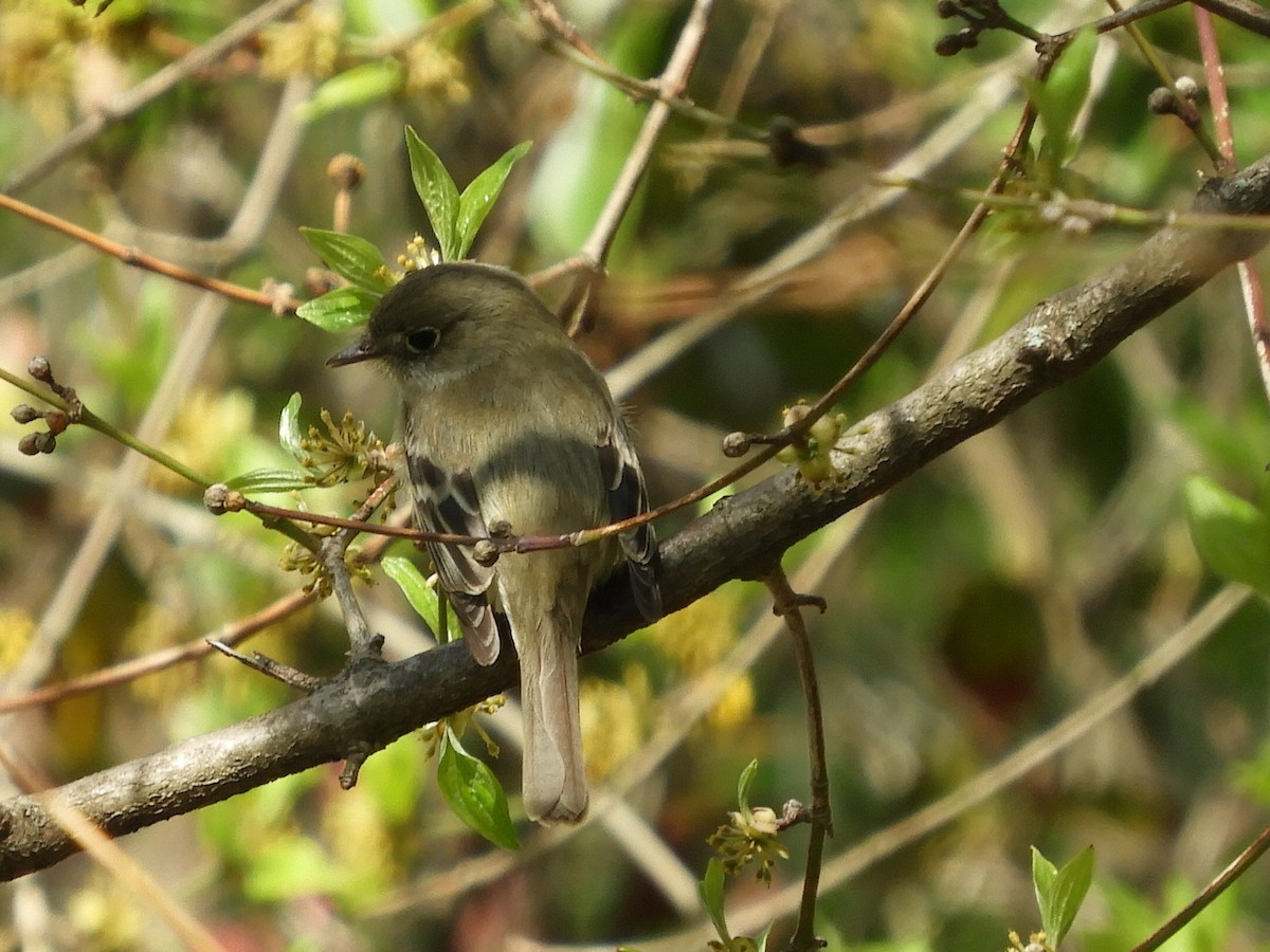 Least Flycatcher - Bill Lee