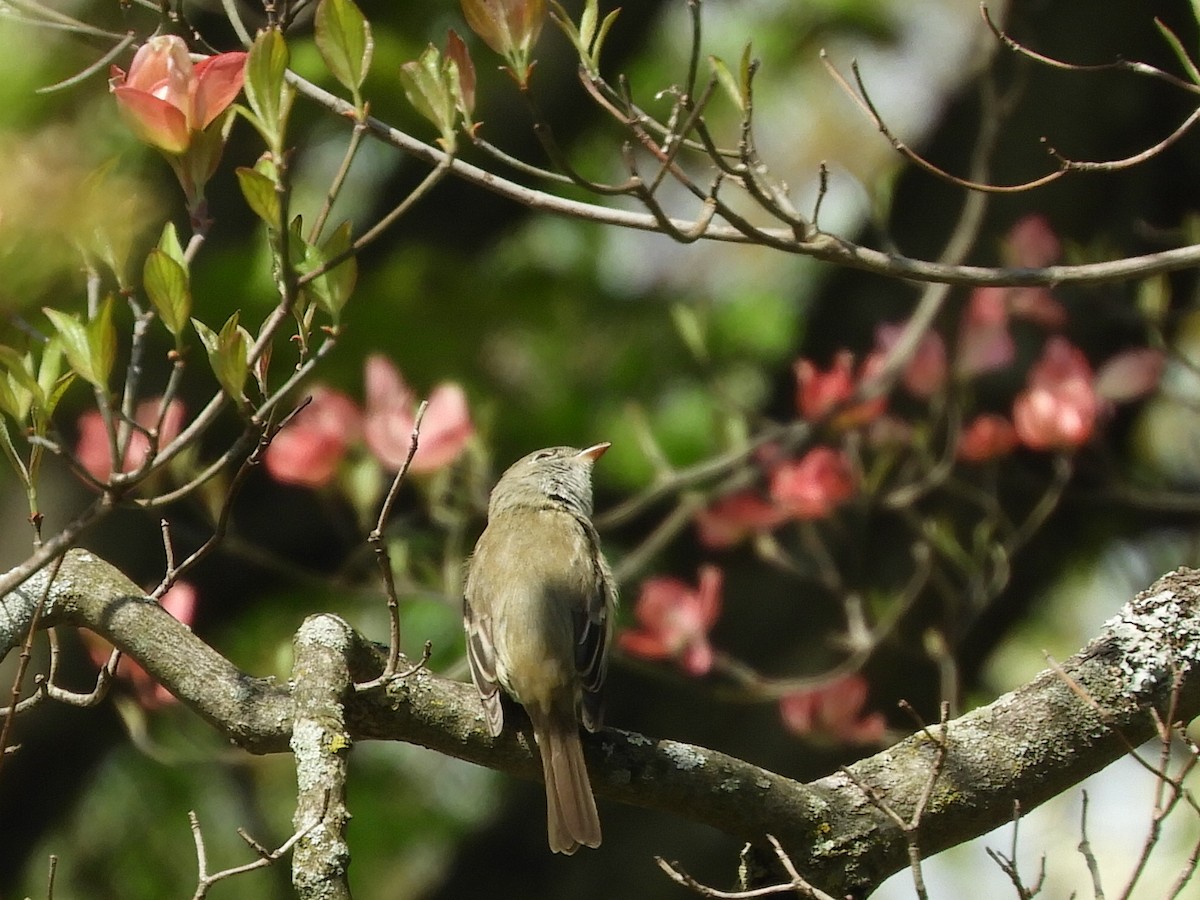 Least Flycatcher - Bill Lee