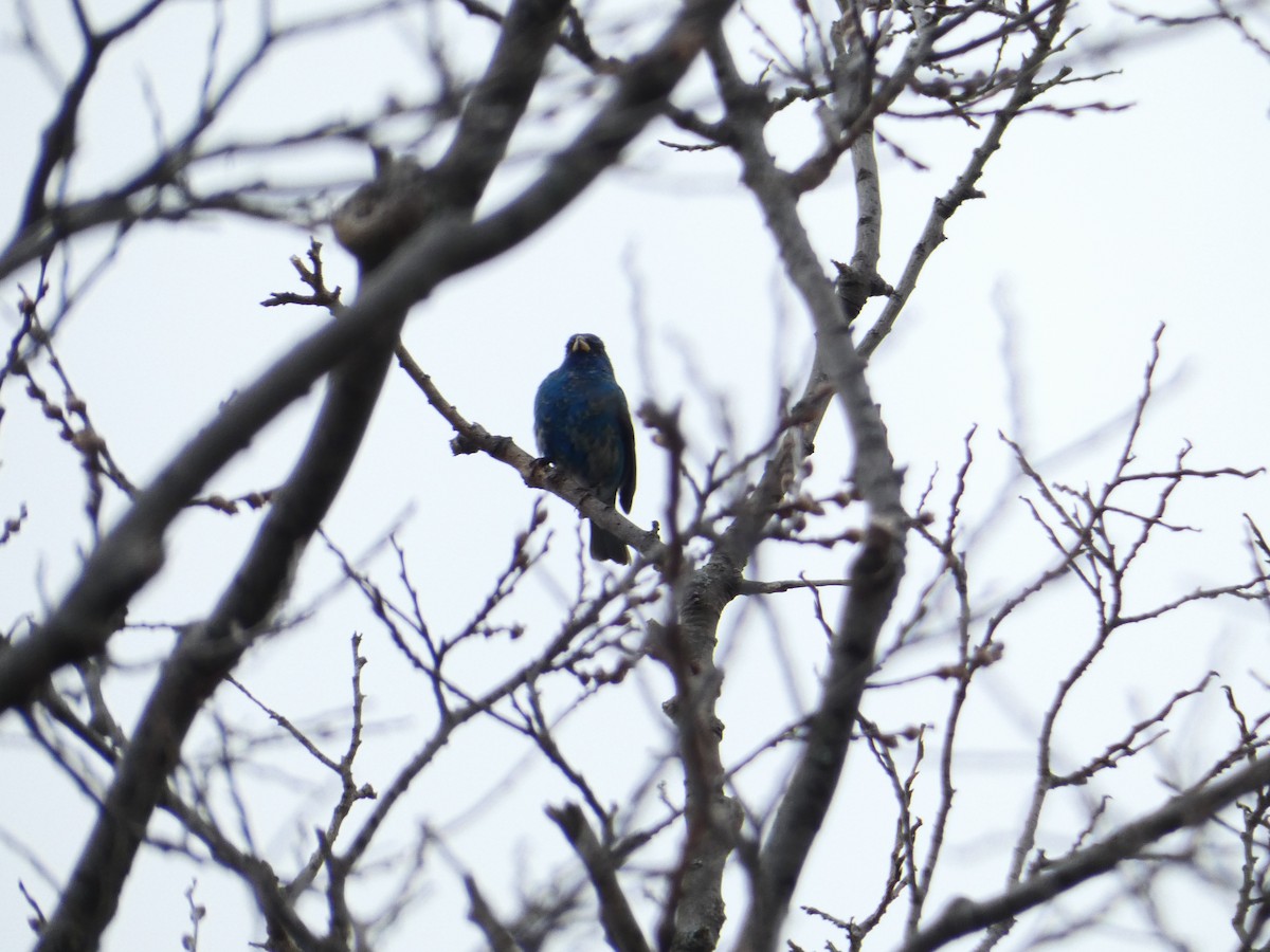 Indigo Bunting - Roberto  Garrigues