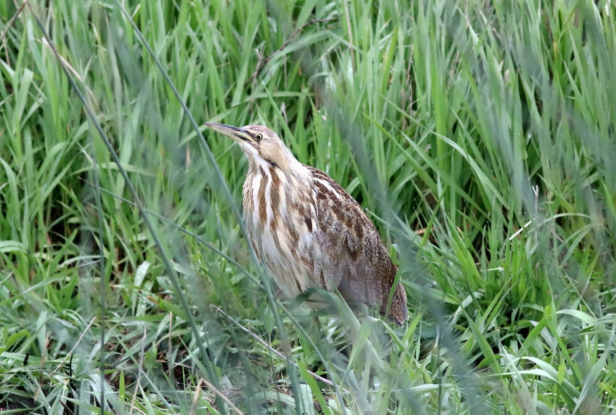 American Bittern - ML157445691