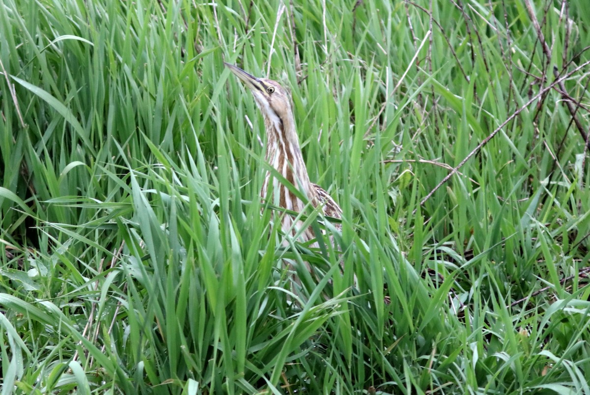 American Bittern - ML157445921