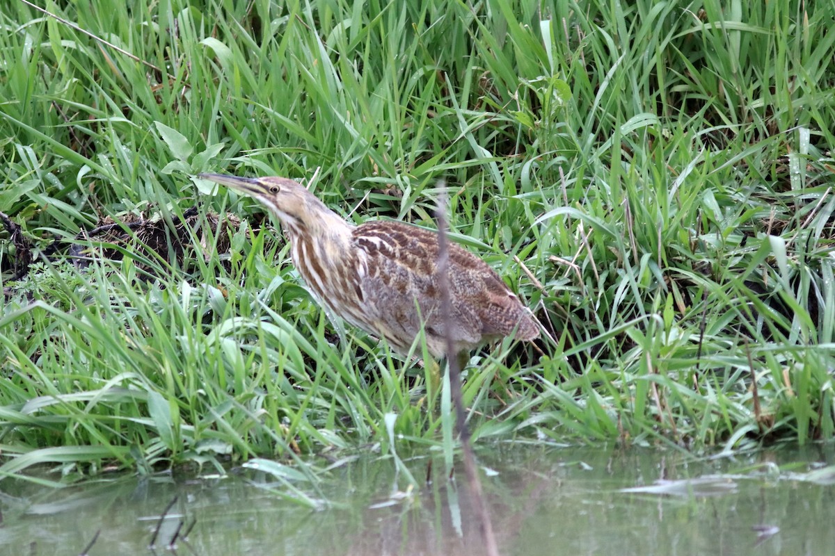 American Bittern - John Drummond