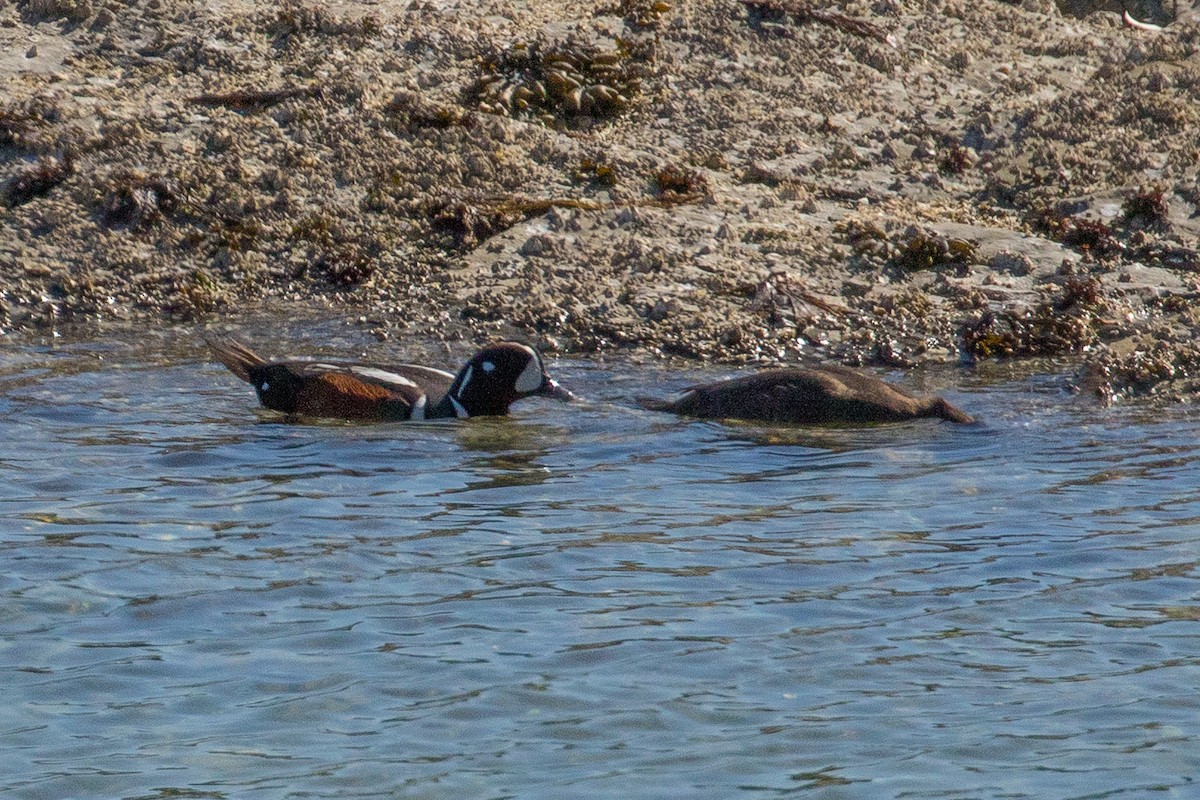 Harlequin Duck - ML157447641