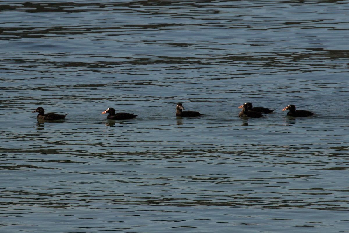 Surf Scoter - ML157447681