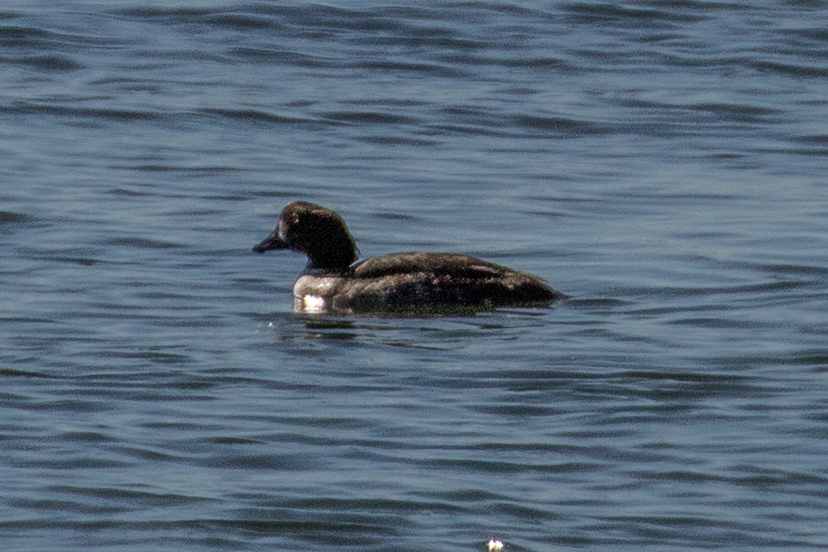 Barrow's Goldeneye - John Reynolds