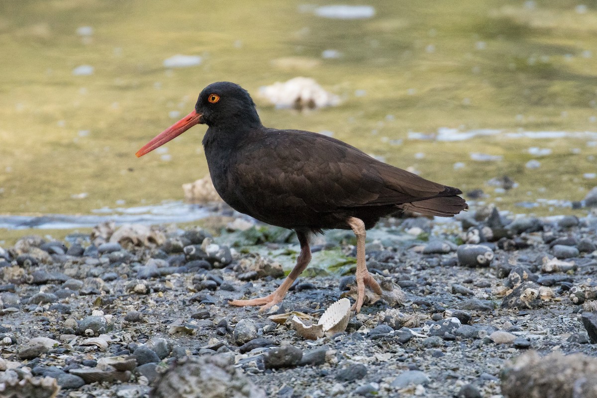 Black Oystercatcher - ML157447741