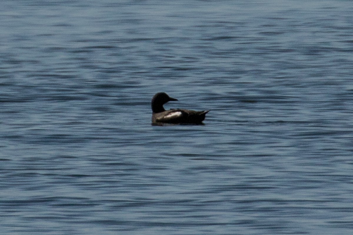 Pigeon Guillemot - ML157447761